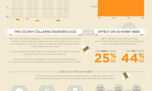 Mysterious Honey Bee Extinction Infographic