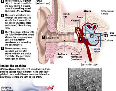Ear Infographic
