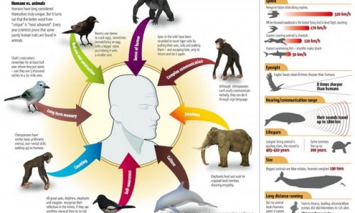 Humans vs. Animals Infographic