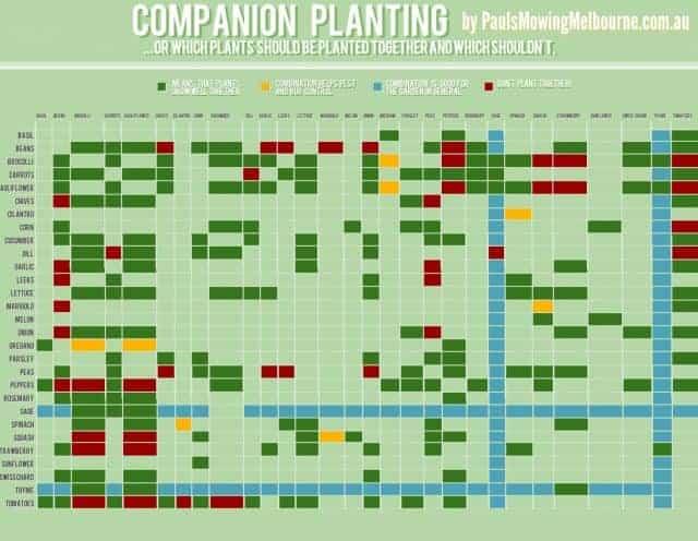 Companion Planting Infographic