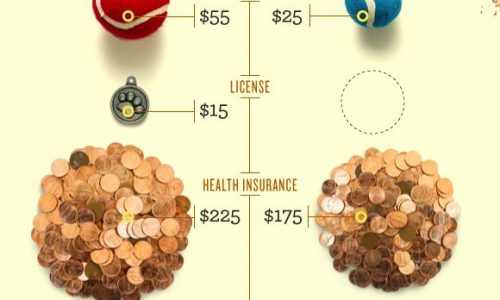 Cost Of Owning A Pet Infographic