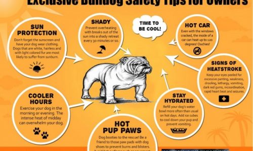 Exclusive Bulldog Safety Tips for Owners