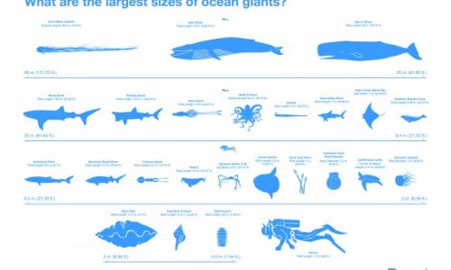 Largest Sizes of Ocean Giants Infographic