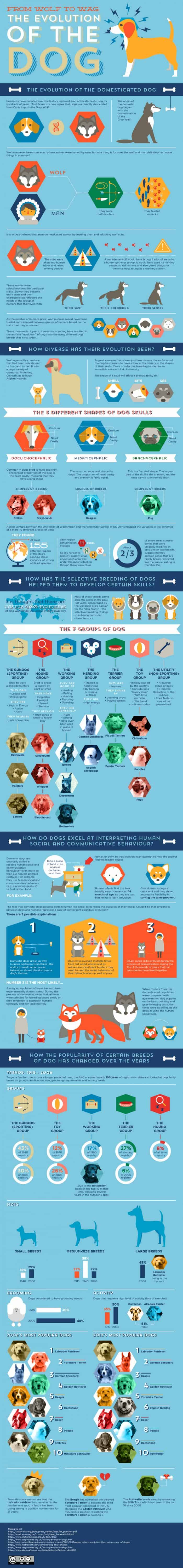 Evolution of the Dog Infographic