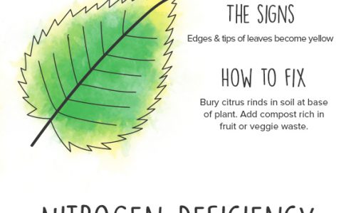 Plants guide infographic