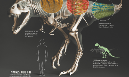 Truth About T-Rex Infographic