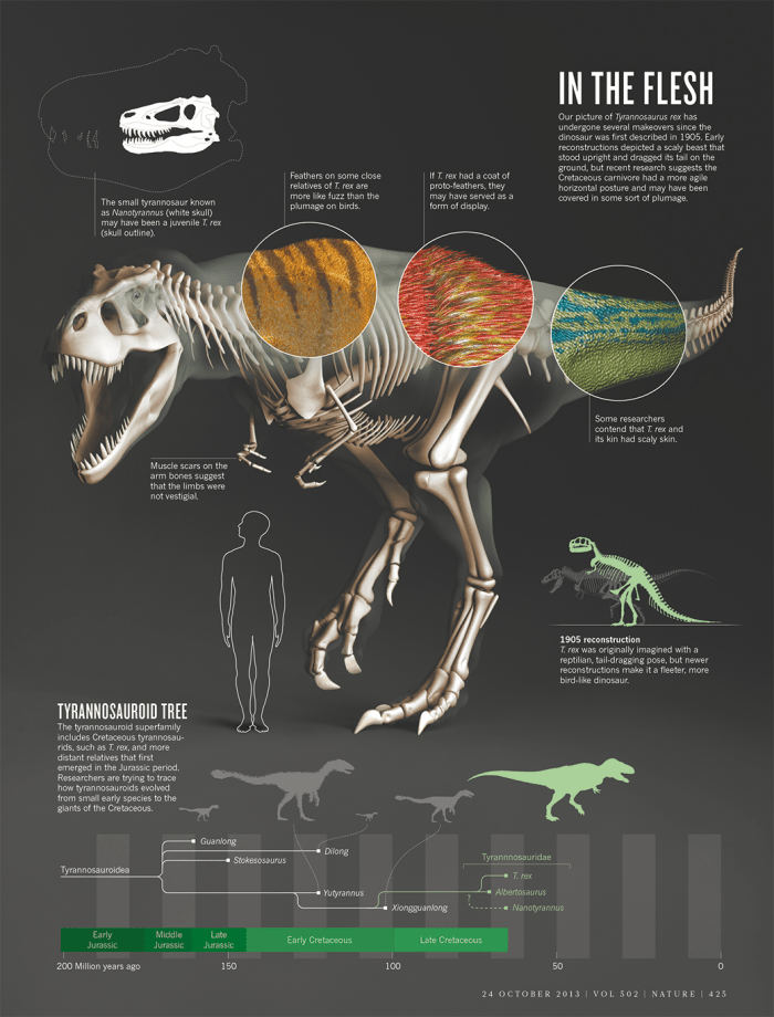 Truth About T-Rex Infographic