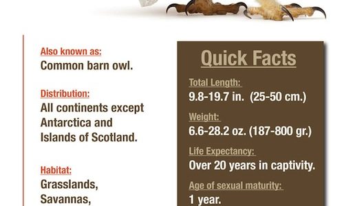 Majestic Barn Owl Infographic