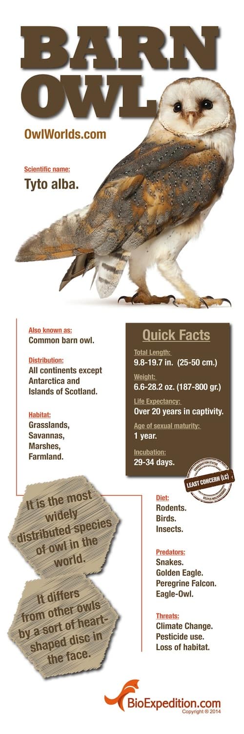 Majestic Barn Owl Infographic