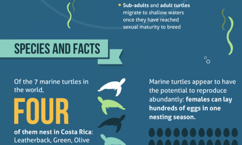 Life of marine turtle infographic
