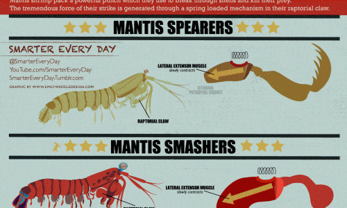 Mantis Shrimp Infographic