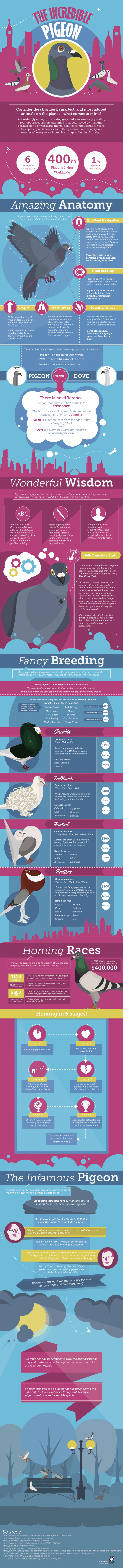 Incredible Pigeon Infographic