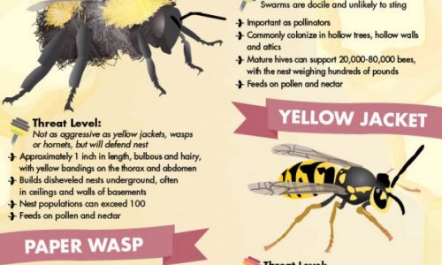 bees sting infographic describing types of bees hornets wasps