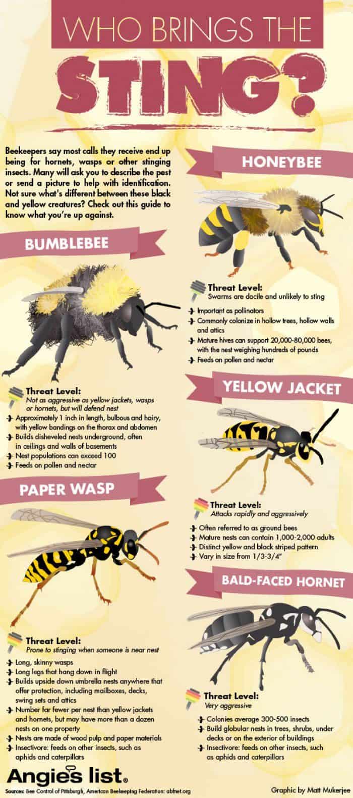 bees sting infographic describing types of bees hornets wasps