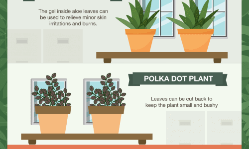 These Indoor Plants Will Spruce Up Any Office