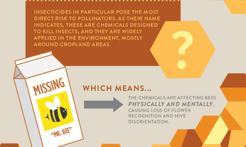 Infographic shows what is killing bees and how we should prevent that until its too late.
