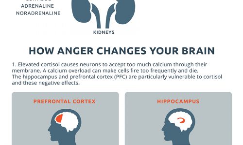 an infographic depicting the potential effects of anger on the brain and body