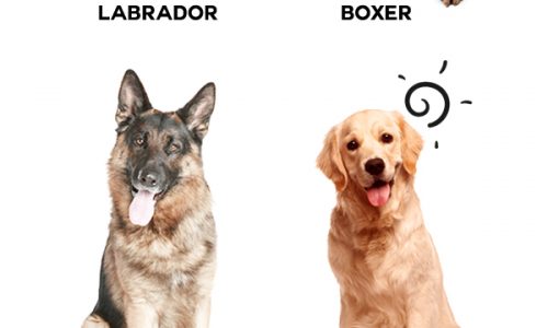 Pet Door Size Guide