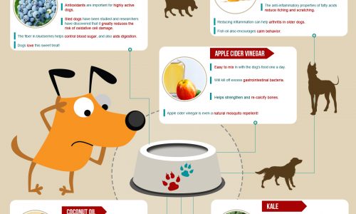 Infographic about Superfoods for Dogs