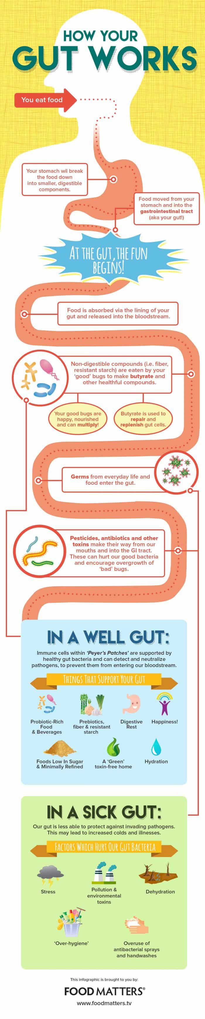 Gut Health Infographic with tips to keep your GI tract healthy