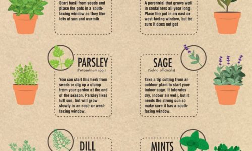 10 easy herbs to grow indoors