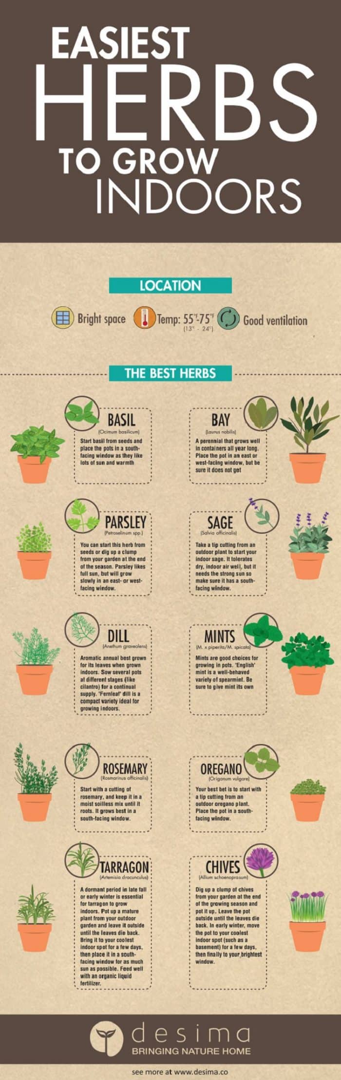 10 easy herbs to grow indoors