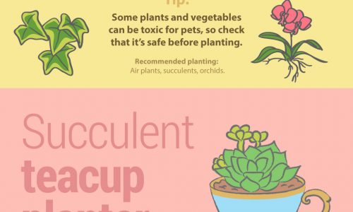 unusual houseplant ideas infographic