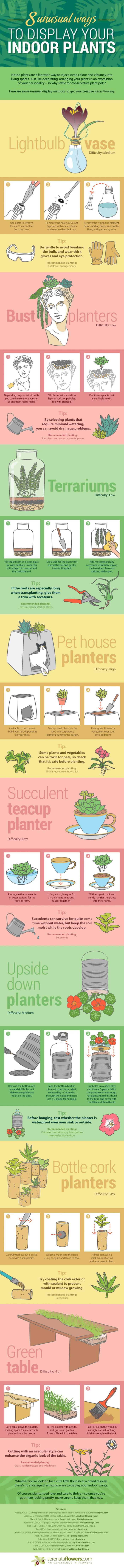 unusual houseplant ideas infographic