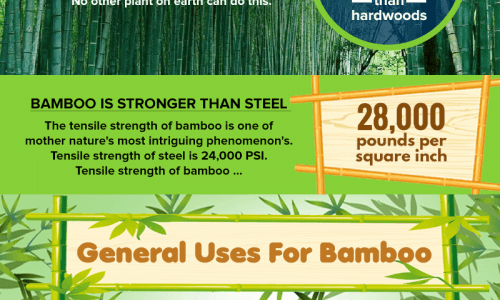 amazing bamboo facts