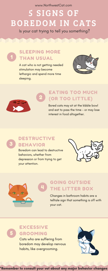 The most commons signs that your cat is bored