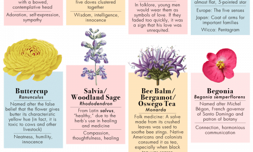 50 Kinds of Flowers and Their Meanings