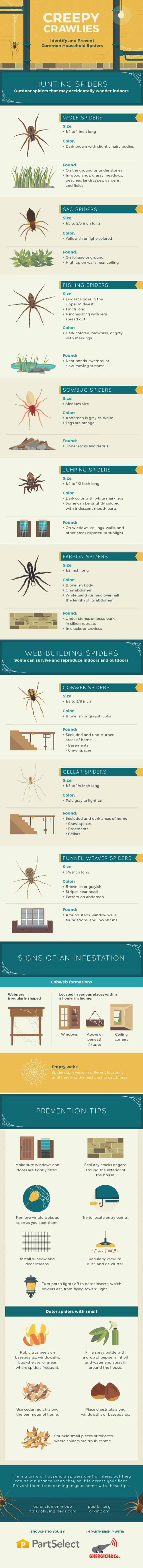 How to identify and prevent spiders from coming into your home