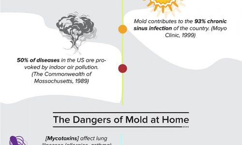 Black Mold Statistics and How to Prevent It