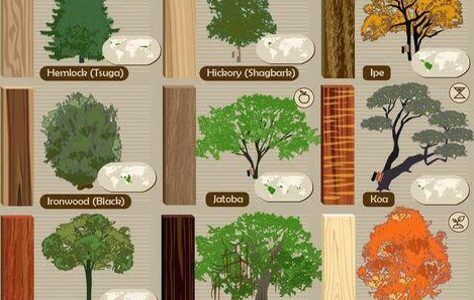 types of wood and the trees they come from