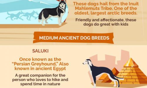 Most Ancient Dog Breeds