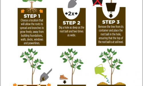 How To Plant A Tree Guide