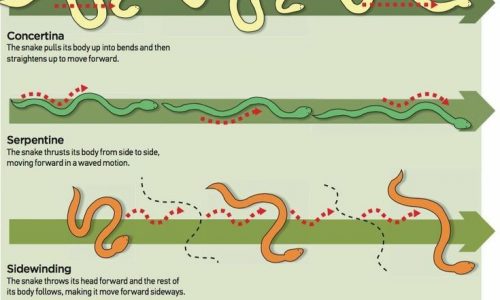 Snake Movements