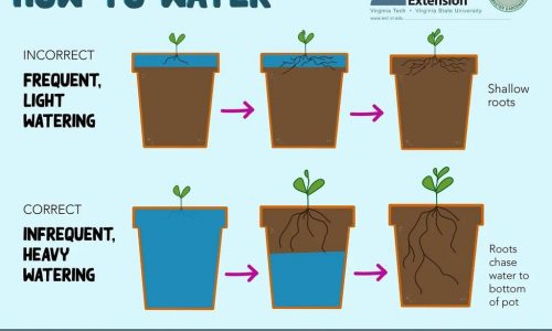 Plant watering guide