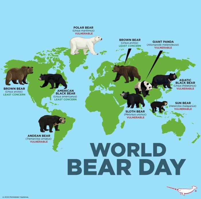 Different Bears Across the World