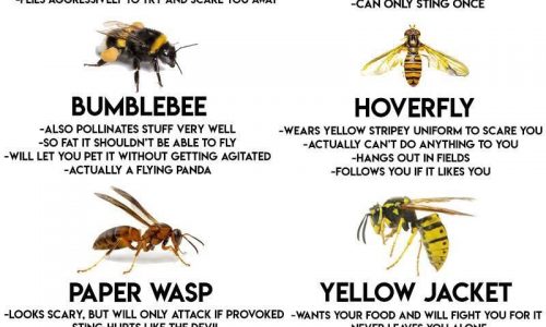 a comprehensive guide to bees