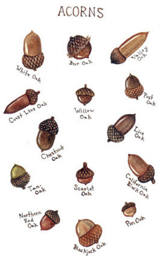 Types of Acorns