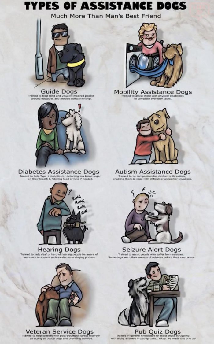 Types of assistance dogs