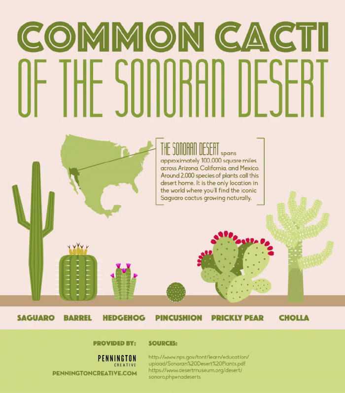 common cacti of the sonoran desert
