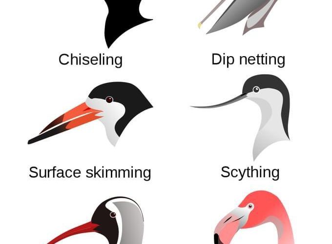 Bird Beak Shapes And Functions