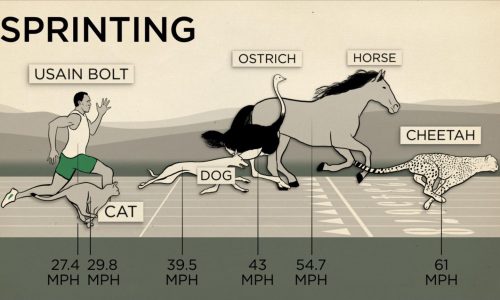 different sprinting speeds